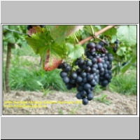 16696 Dornfelder Weinberge Bullenheim Oberfranken 2010.JPG